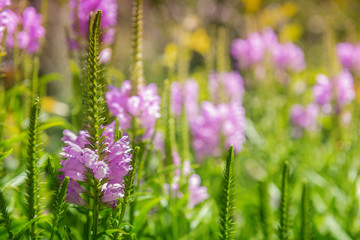 Obraz premium Background with pink flower at the blooming meadow