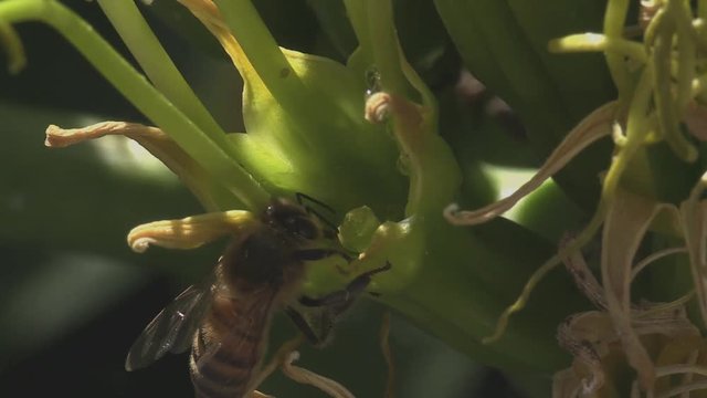 Bees taking nectar from flowers 1247 2