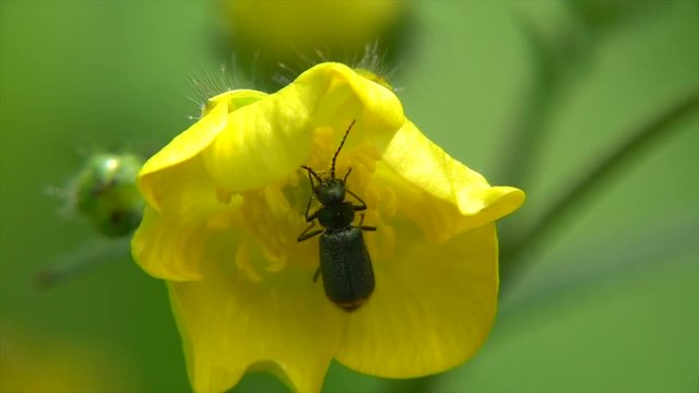 Zweifleckiger Zipfelk&auml;fer&nbsp;(Malachius bipustulatus) beim Bl&uuml;tenbesuch
