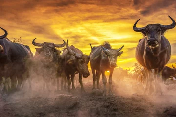 Foto op Canvas Menigte buffel in sunse © somchairakin