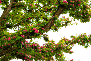 Pink Flowering tree