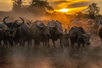 Crowd buffalo in sunset, Nakhon si thammarat in Thailand