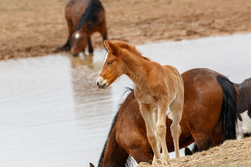 Young Wild Horse
