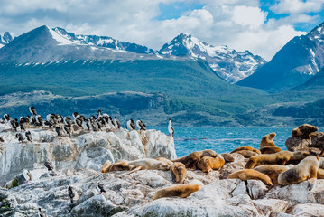 Sea Lion of the Beagle Channel Ushuaia - obrazy, fototapety, plakaty