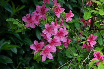 Pink flower