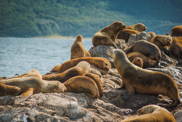 Sea Lion of the Beagle Channel Ushuaia