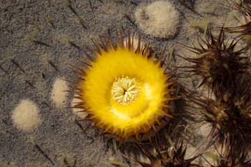 Cacti Echinocactus grusonii found in Fuerteventura in the Canary-Islands Spain