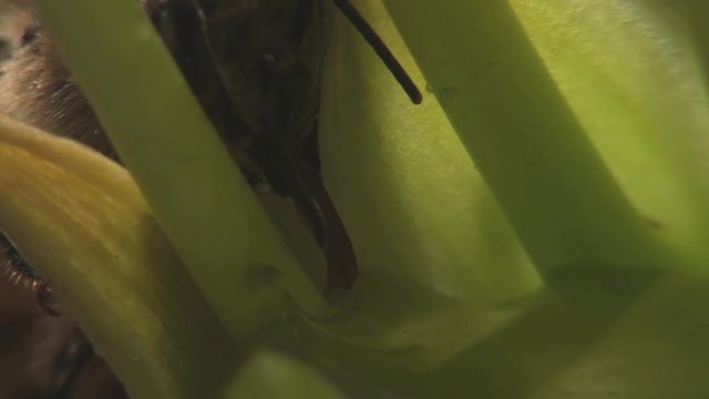 Bees taking nectar from flowers 1247 3