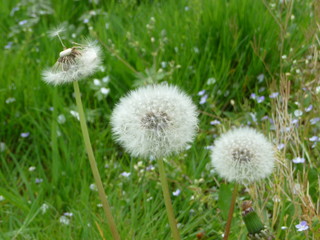 Frühling im Schwarzwald