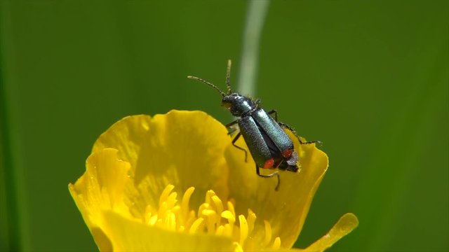 Zweifleckiger Zipfelk&auml;fer&nbsp;(Malachius bipustulatus) beim Bl&uuml;tenbesuch