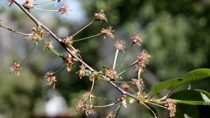SONY DSC