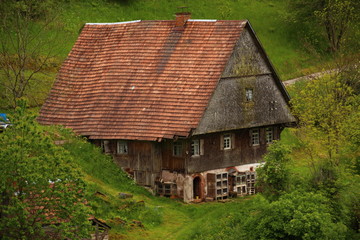 Obraz premium Frühling im Schwarzwald