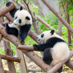Fototapeta premium Two cute little pandas playing tree-climbing