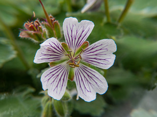 a white flower in the garden