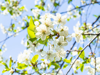 white blossoms and blue sky on background