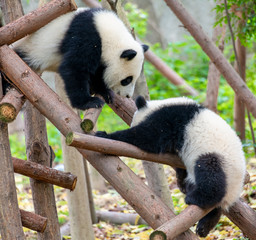 Two cute little pandas playing tree-climbing