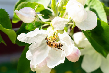 bee collects pollen in blossom of apple tree