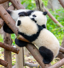Two cute little pandas playing tree-climbing