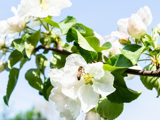 bee in white blossoms of apple tree and blue sky