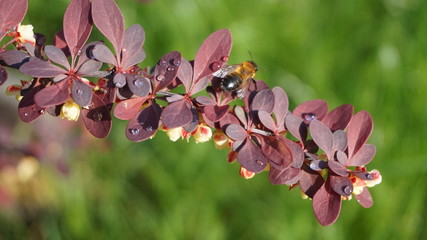 bee on a flowering branch on a green background