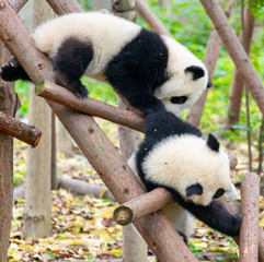 Two cute little pandas playing tree-climbing