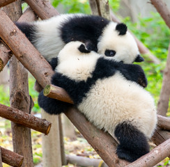 Two cute little pandas playing tree-climbing