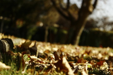 Otoño 