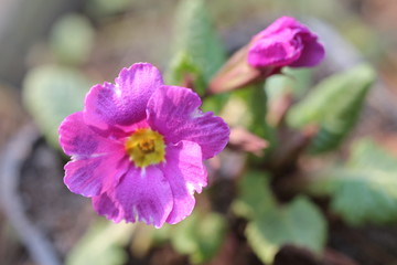 Prymulka pierwiosnek