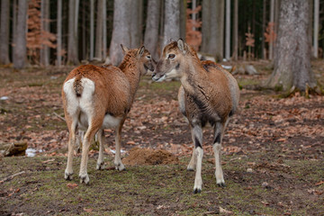 Naklejka na ściany i meble European mouflons in the German forest