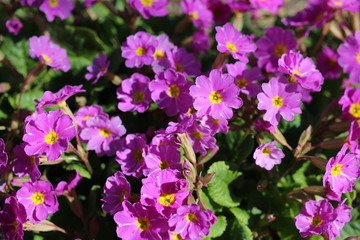 Prymulka pierwiosnek