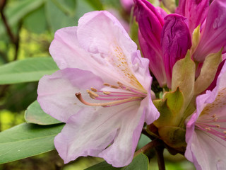 pink flower in the garden