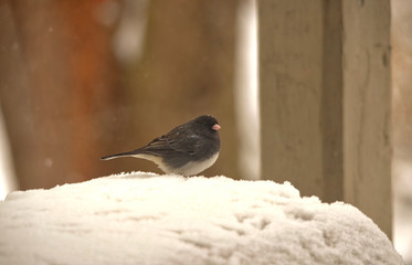 Black-eyed Junco bird