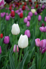 Close-up of two white tulips and many pink ones in the background. Flower field