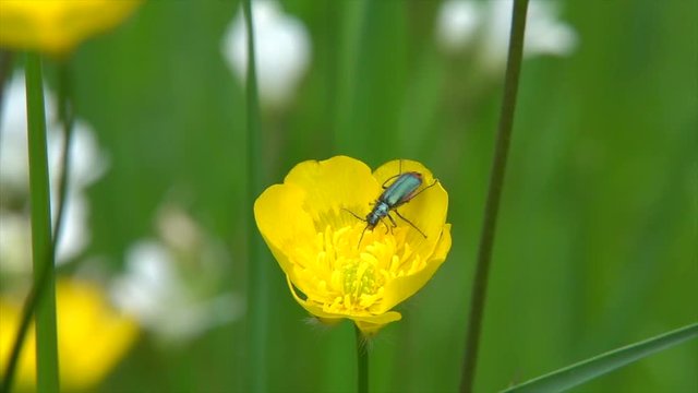 Zweifleckiger Zipfelk&auml;fer&nbsp;(Malachius bipustulatus) beim Bl&uuml;tenbesuch