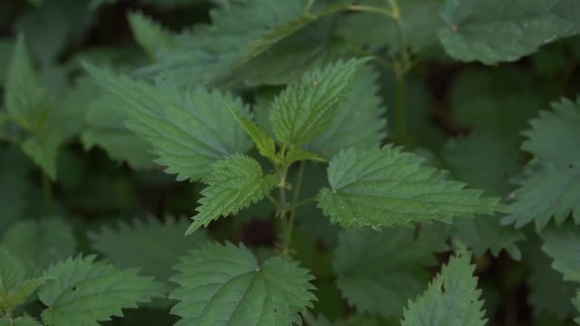 Stinging nettle plants texture. Urtica dioica, common nettle, stinging nettle, nettle leaf. Green nature horizontal background. Close-up. Top view.