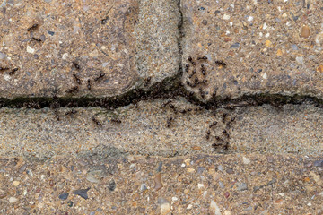 Swarm of busy black ants (Lasius niger)