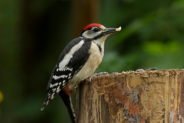 great woodpecker on tree