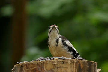 bird of prey