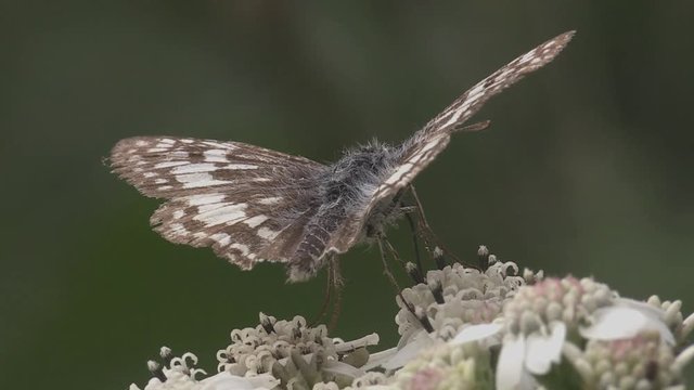Butterfly taking nectar from flowers 1247 6