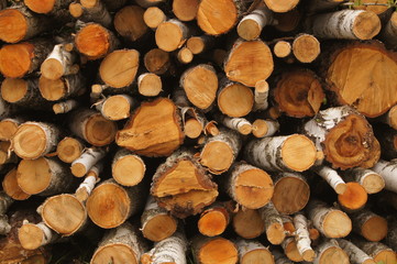 The pile of firewood lies in the forest. Preparation of firewood for the winter. Firewood background, texture.