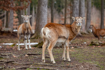 Group of European mouflons in the German forest
