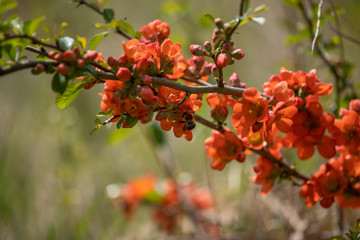 red flowers on the bush