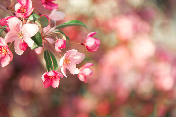 Fototapeta na wymiar Gorgeous background with blooming coral cherry tree