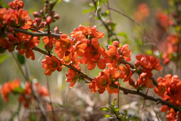 red flowers on the bush
