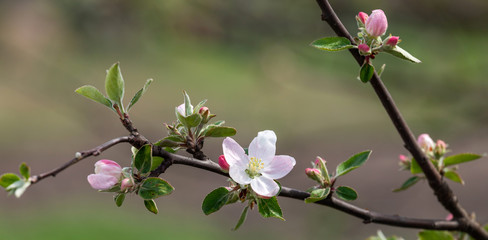 apple blossom