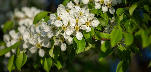 white pear flowers