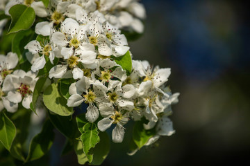 white pear flowers