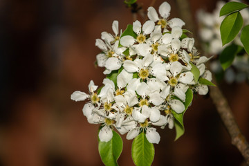 white pear flowers