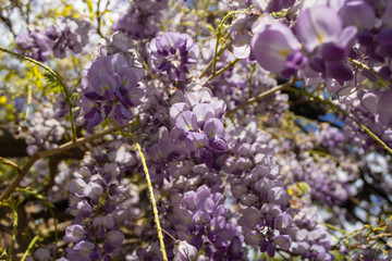 Flowering Amethyst Falls Wisteria, Wisteria sinensis in blossom - Image