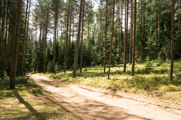 Path leading through the coniferous forest in the morning. Road in a beautiful  pine tree woods in the morning